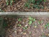 image of grave number 724001